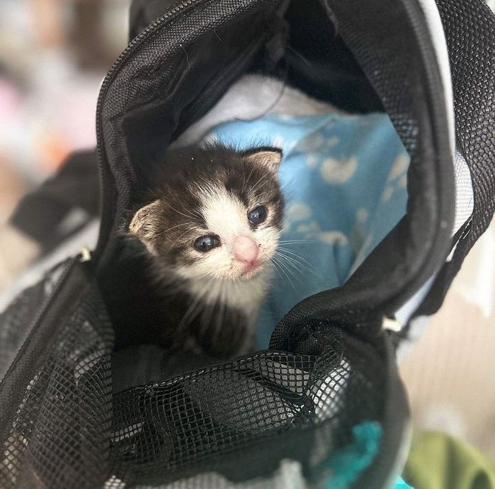 kitten in bag sweet